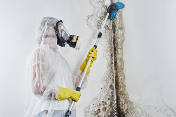 Best DIY Mold Remediation Support Services in Three Lakes, FL