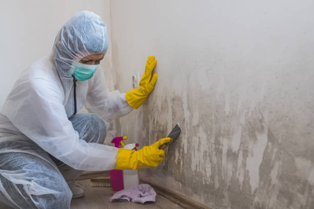 Best DIY Mold Remediation Support Services in Three Lakes, FL