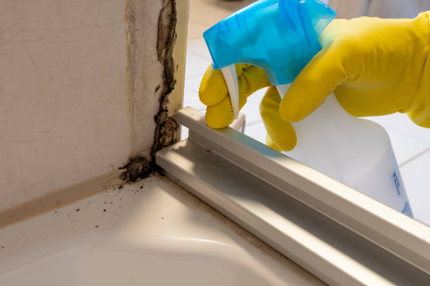 Best Mold Remediation for Specific Building Types in Three Lakes, FL