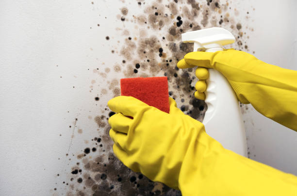 Best Commercial Mold Remediation in Three Lakes, FL